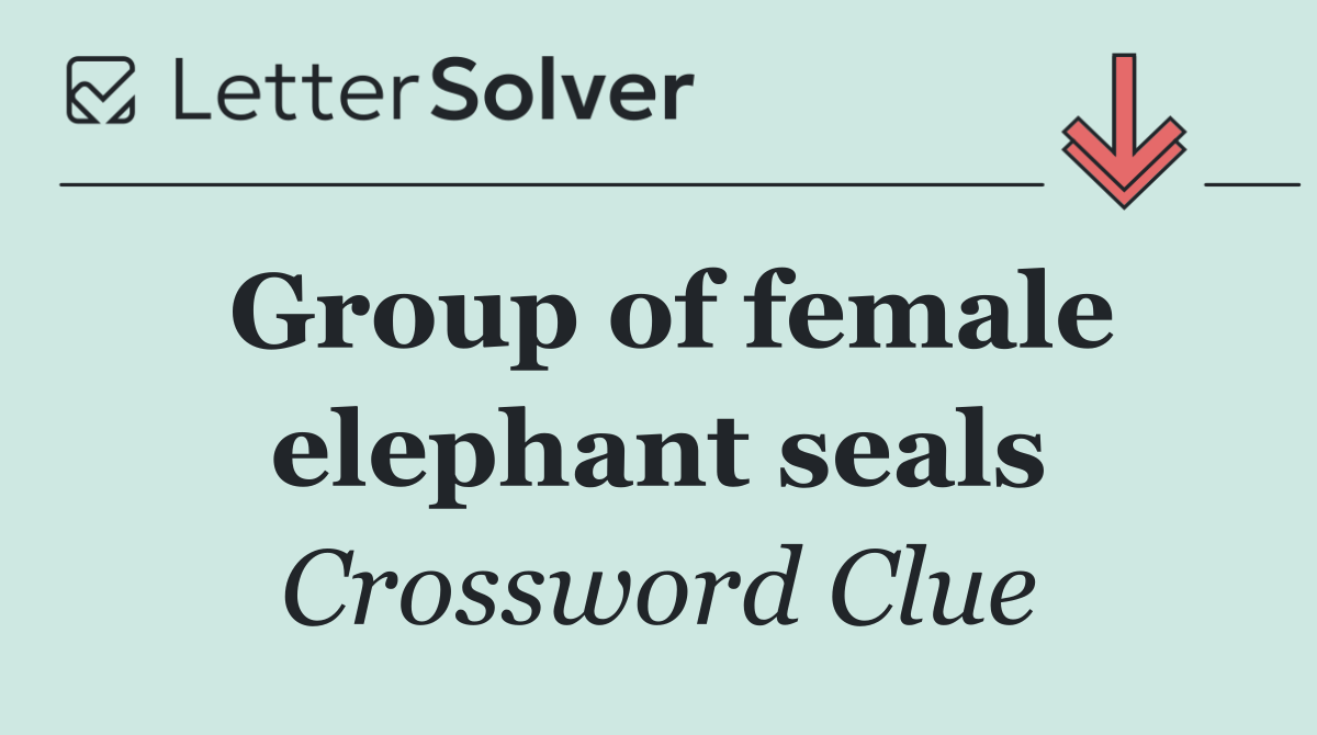 Group of female elephant seals