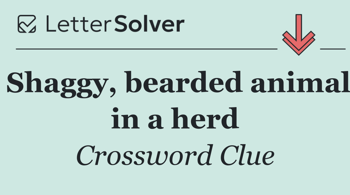 Shaggy, bearded animal in a herd