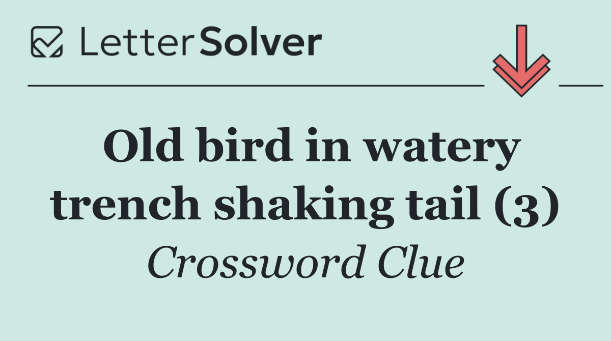 Old bird in watery trench shaking tail (3)