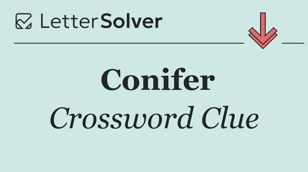 Conifer