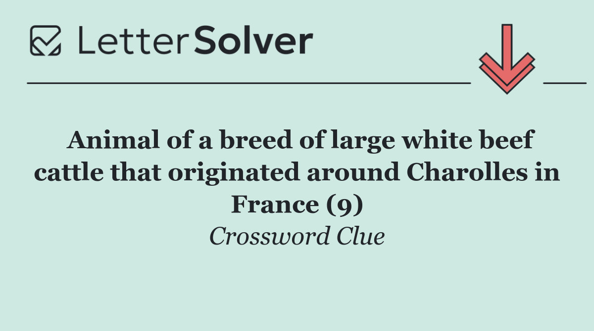 Animal of a breed of large white beef cattle that originated around Charolles in France (9)