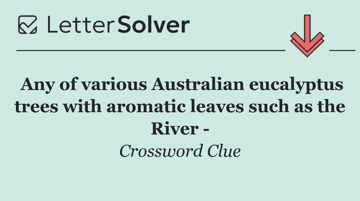 Any of various Australian eucalyptus trees with aromatic leaves such as the River  
