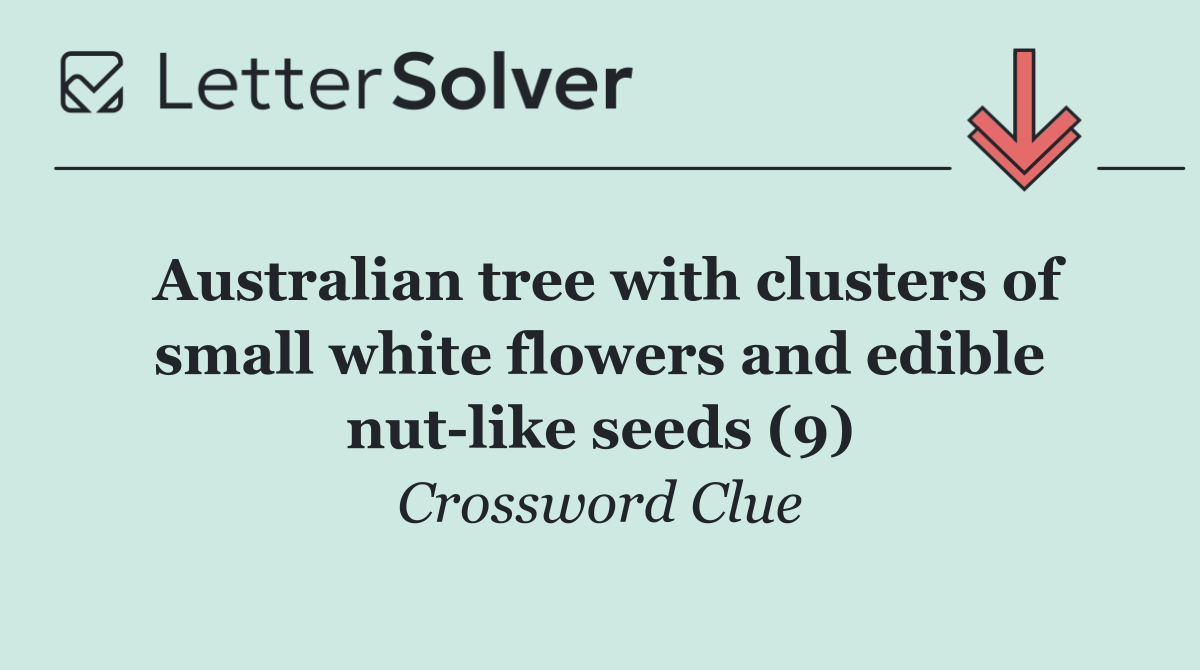 Australian tree with clusters of small white flowers and edible nut like seeds (9)