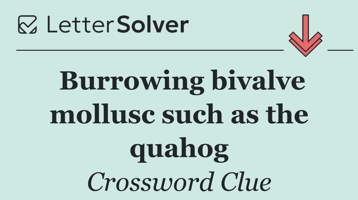 Burrowing bivalve mollusc such as the quahog