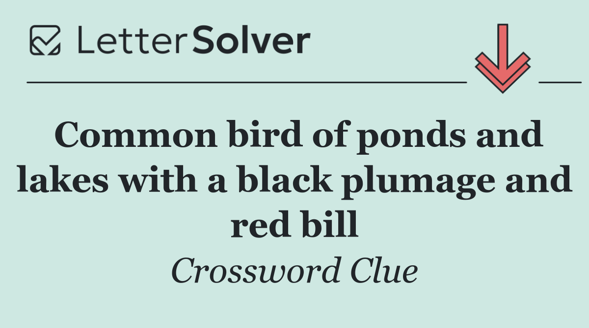 Common bird of ponds and lakes with a black plumage and red bill