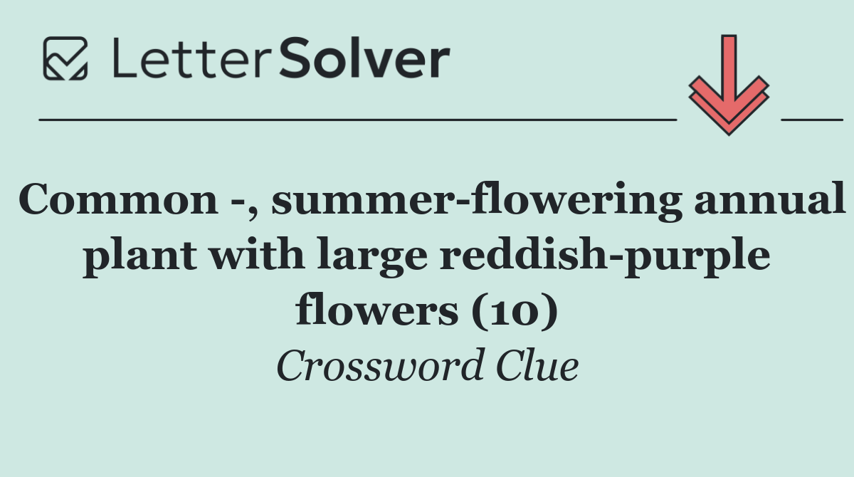 Common  , summer flowering annual plant with large reddish purple flowers (10)
