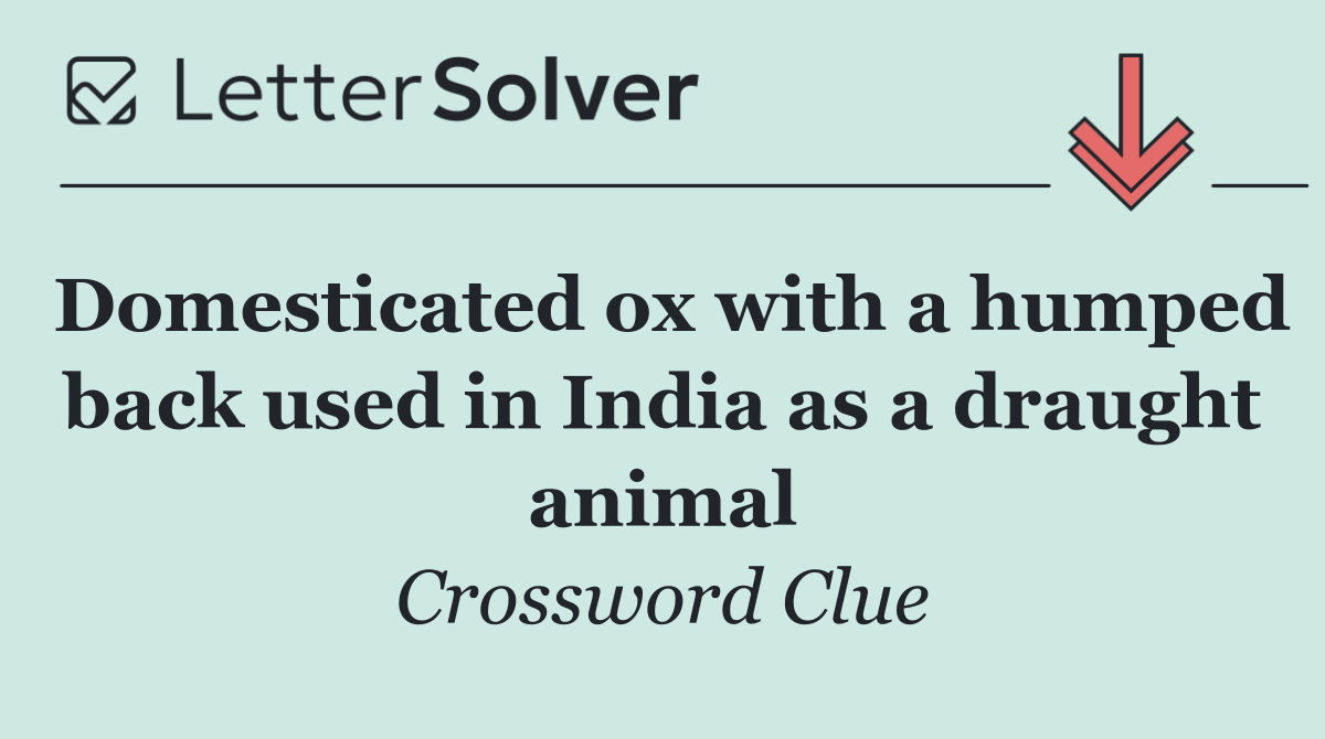 Domesticated ox with a humped back used in India as a draught animal