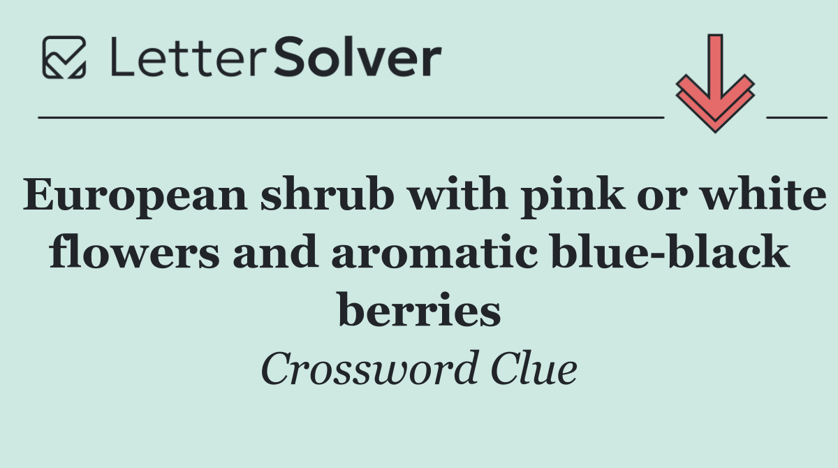 European shrub with pink or white flowers and aromatic blue black berries