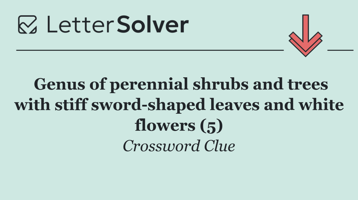 Genus of perennial shrubs and trees with stiff sword shaped leaves and white flowers (5)