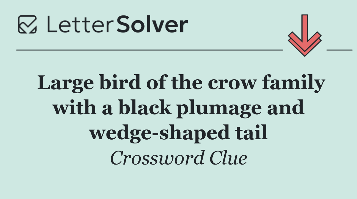 Large bird of the crow family with a black plumage and wedge shaped tail