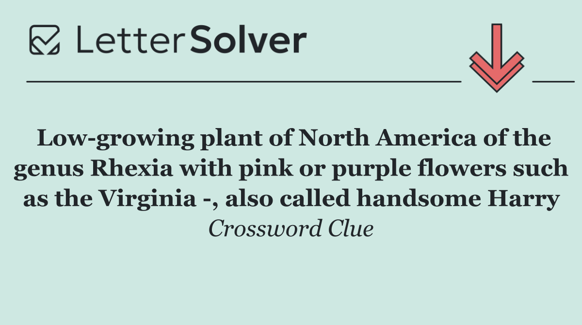 Low growing plant of North America of the genus Rhexia with pink or purple flowers such as the Virginia  , also called handsome Harry
