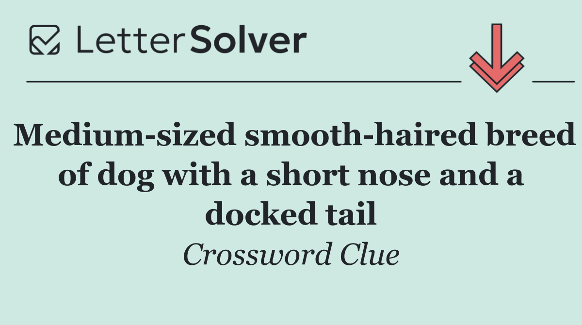 Medium sized smooth haired breed of dog with a short nose and a docked tail