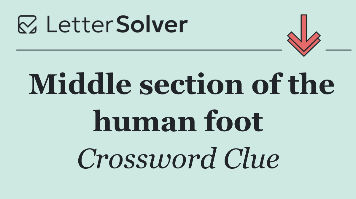 Middle section of the human foot