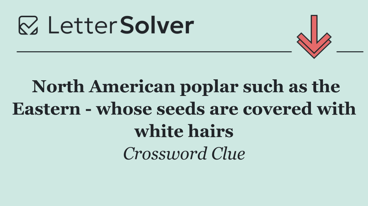 North American poplar such as the Eastern   whose seeds are covered with white hairs