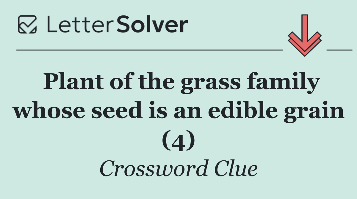 Plant of the grass family whose seed is an edible grain (4)