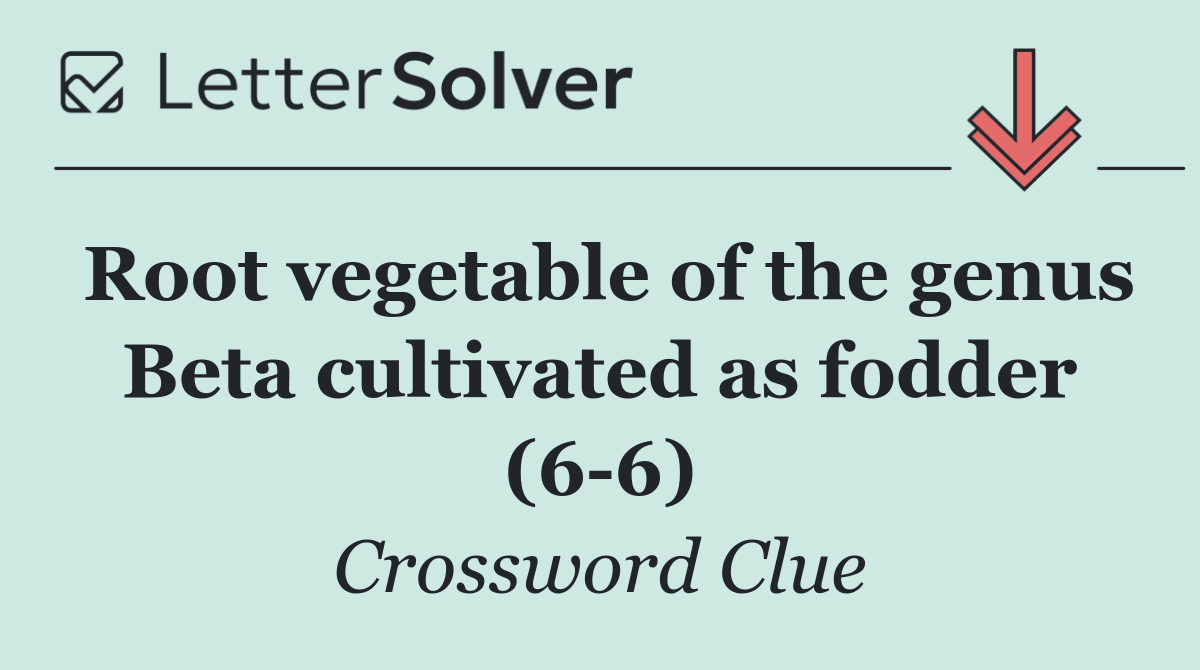 Root vegetable of the genus Beta cultivated as fodder (6 6)