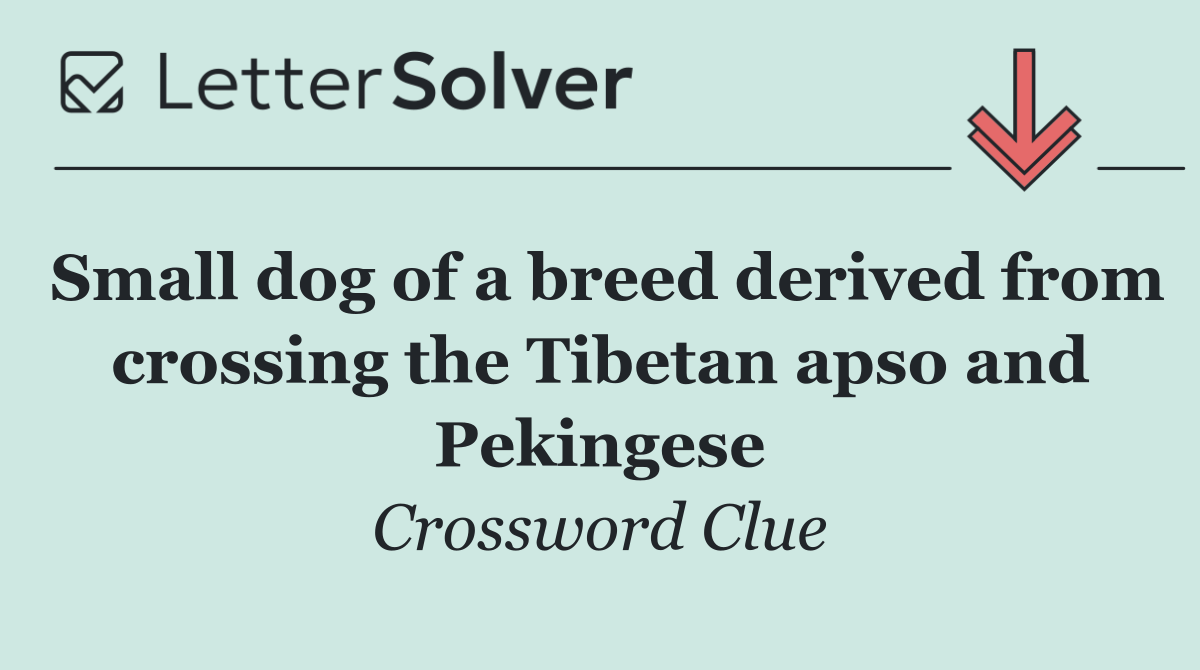 Small dog of a breed derived from crossing the Tibetan apso and Pekingese