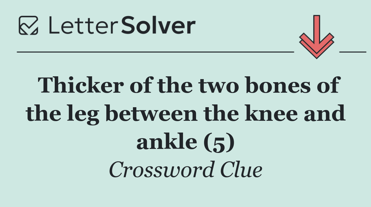 Thicker of the two bones of the leg between the knee and ankle (5)