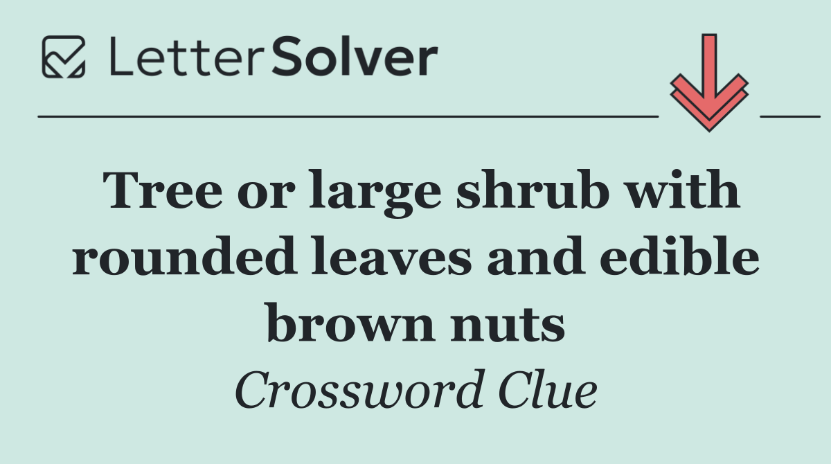 Tree or large shrub with rounded leaves and edible brown nuts