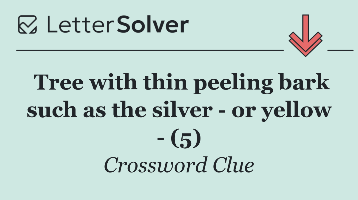 Tree with thin peeling bark such as the silver   or yellow   (5)