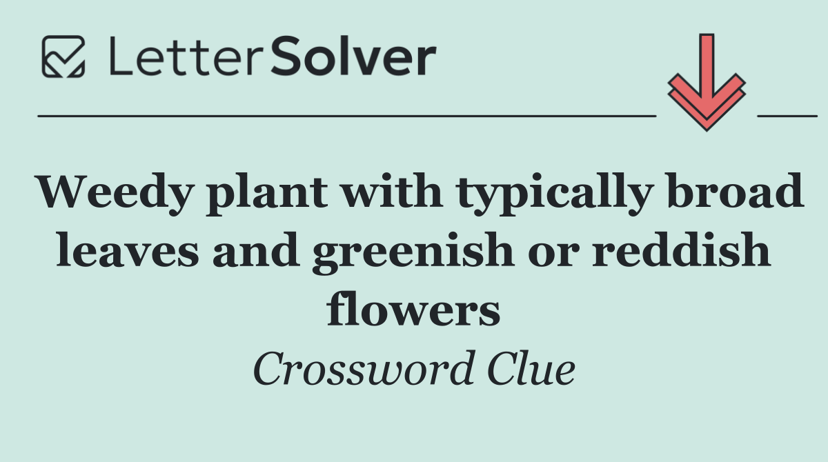 Weedy plant with typically broad leaves and greenish or reddish flowers