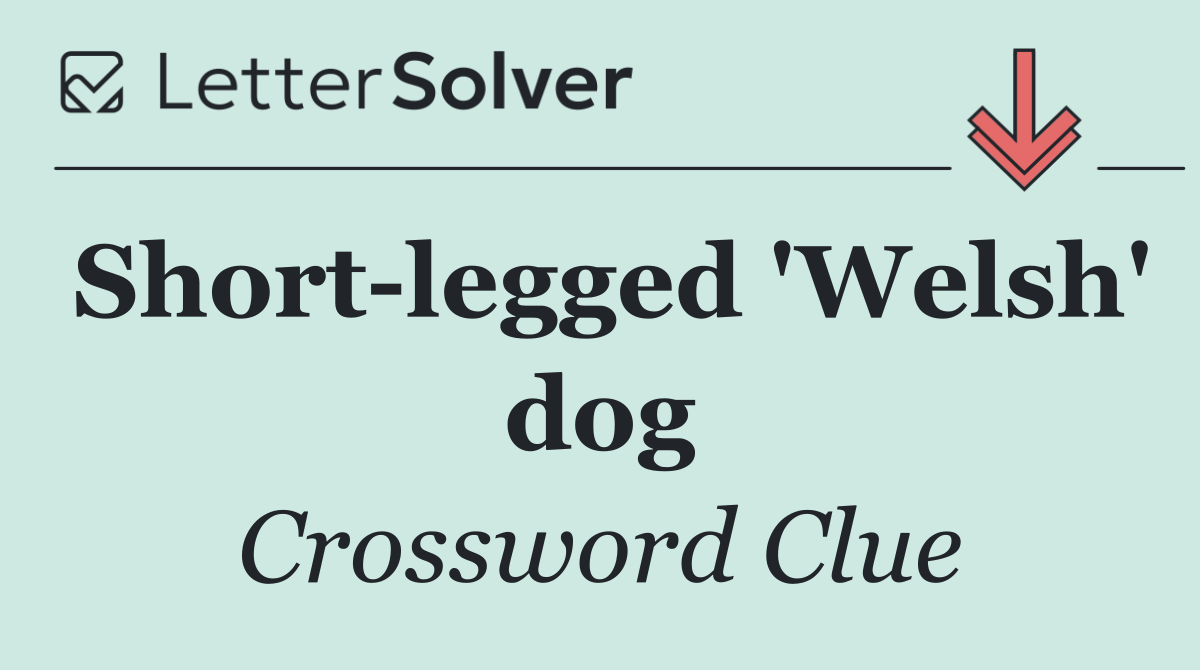Short legged 'Welsh' dog