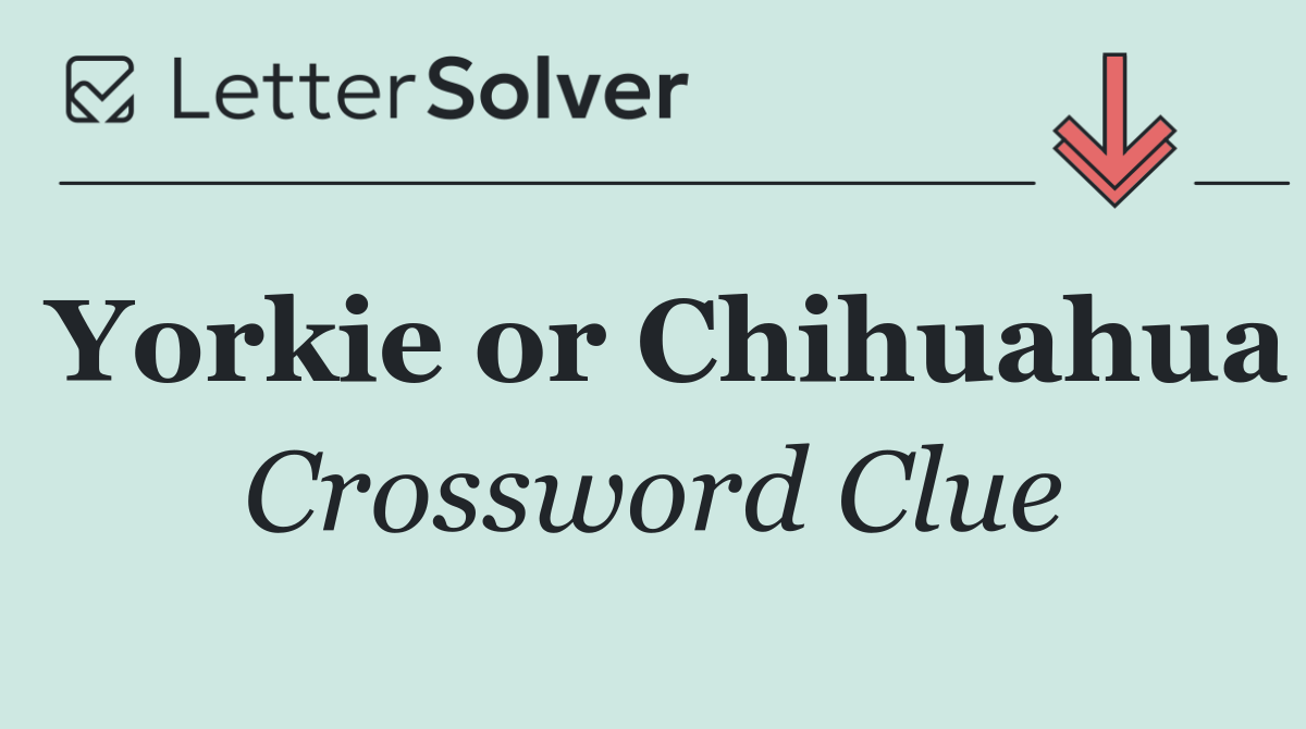 Yorkie or Chihuahua