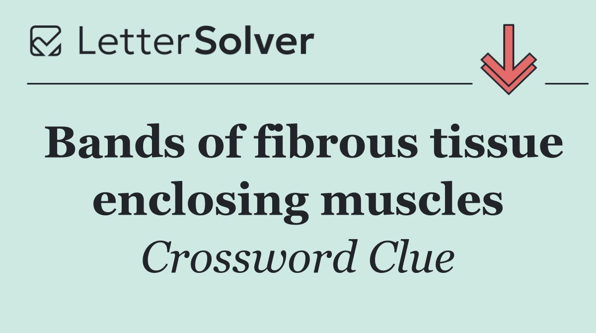 Bands of fibrous tissue enclosing muscles