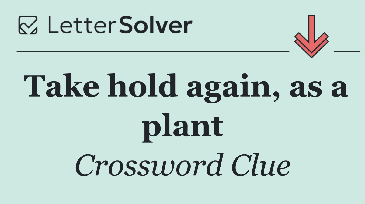 Take hold again, as a plant