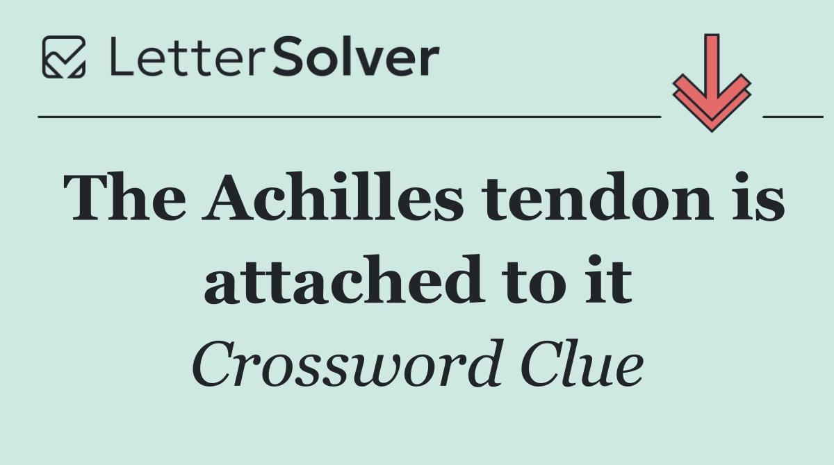 The Achilles tendon is attached to it