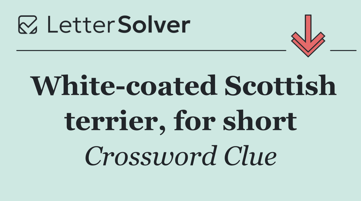 White coated Scottish terrier, for short