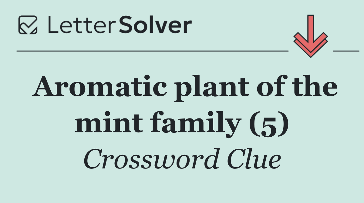 Aromatic plant of the mint family (5)