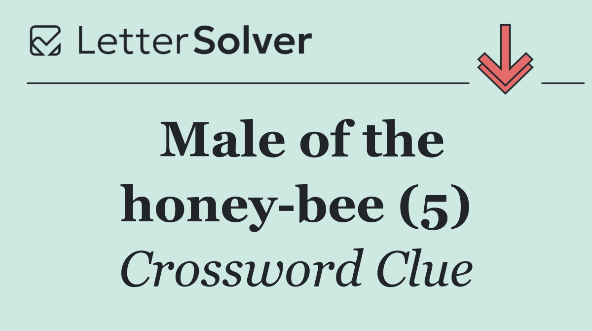 Male of the honey bee (5)