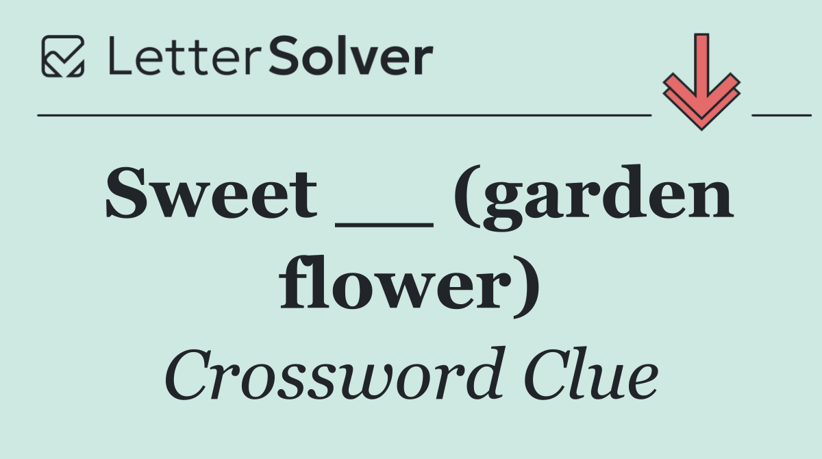 Sweet __ (garden flower)