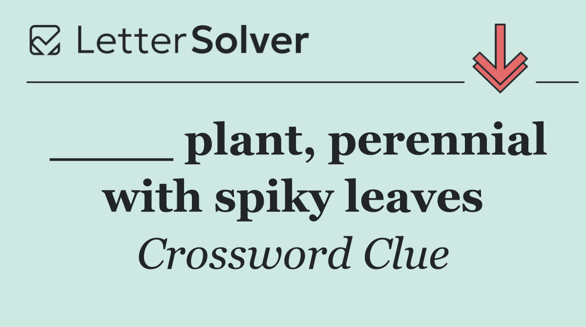 ____ plant, perennial with spiky leaves