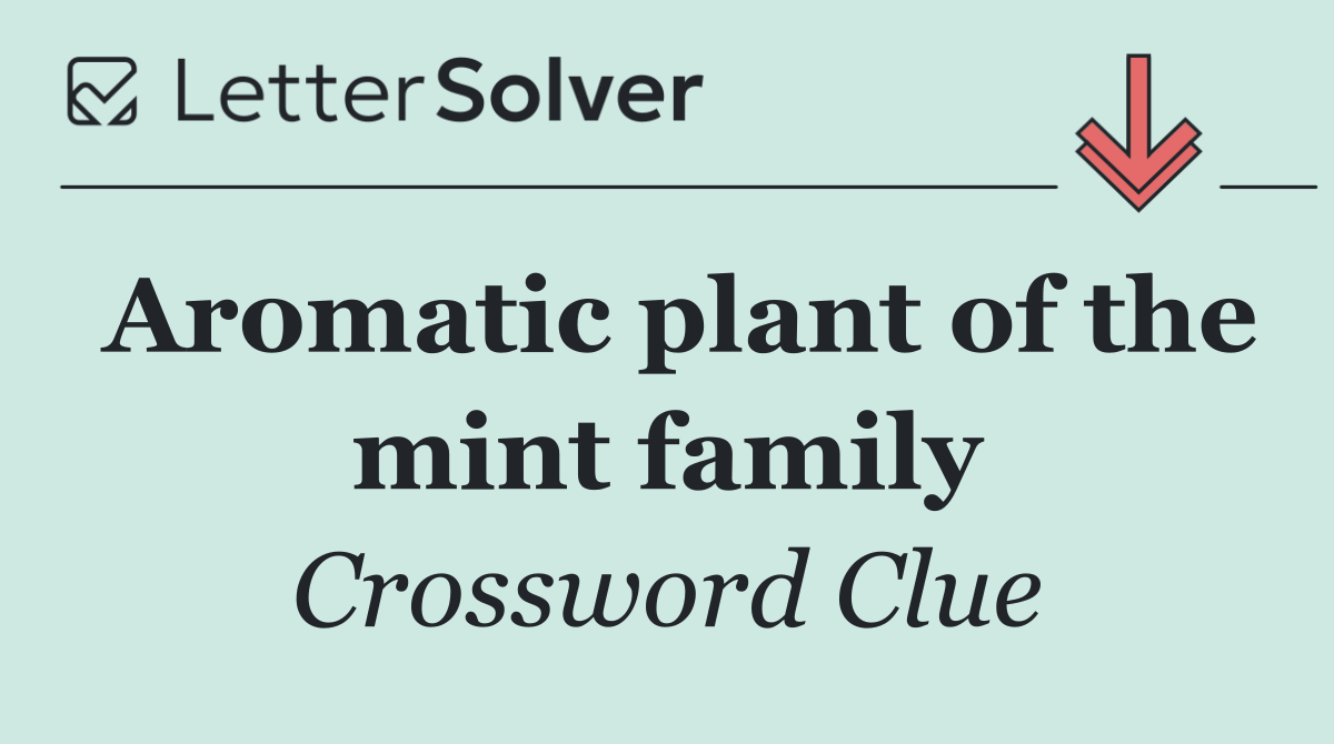 Aromatic plant of the mint family