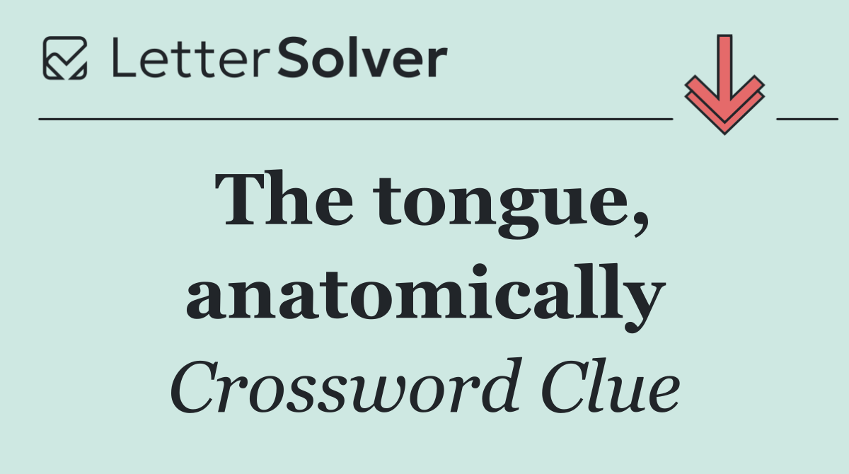 The tongue, anatomically
