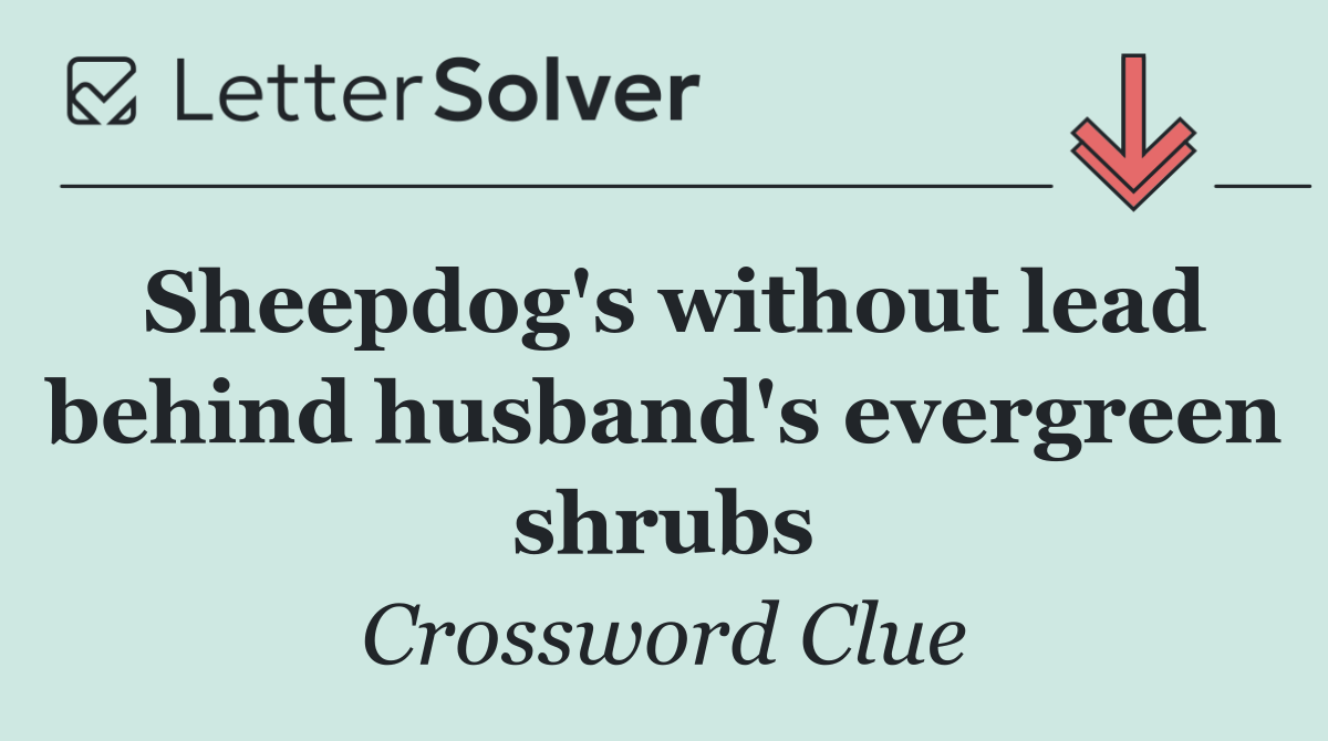 Sheepdog's without lead behind husband's evergreen shrubs