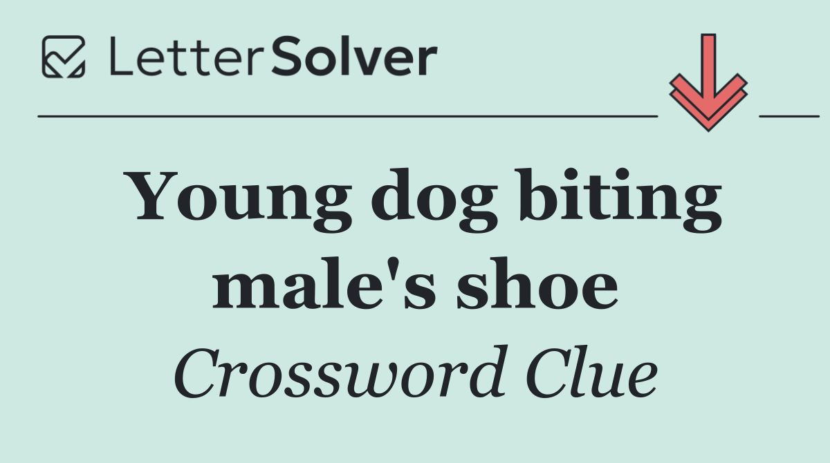 Young dog biting male's shoe