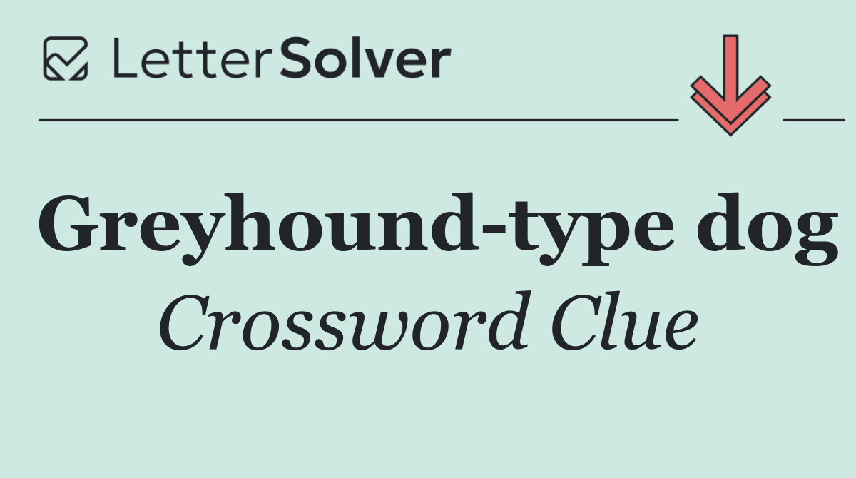 Greyhound type dog