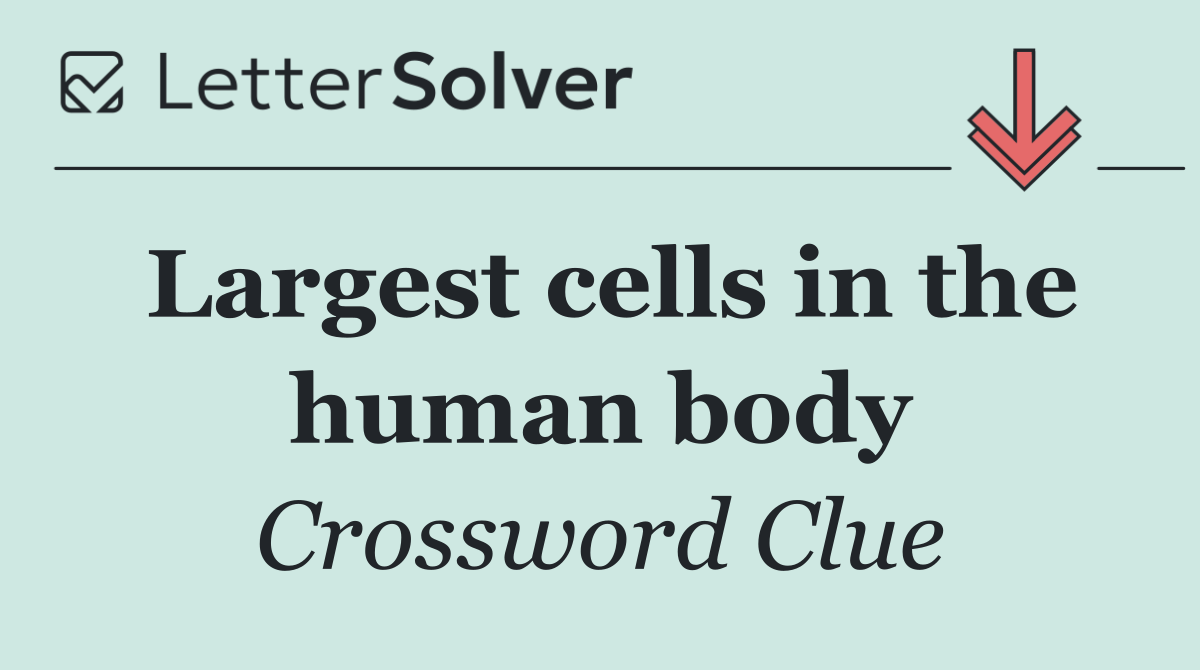 Largest cells in the human body