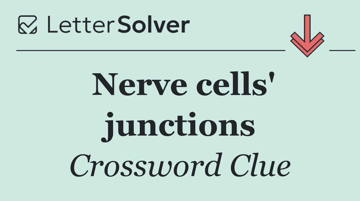Nerve cells' junctions