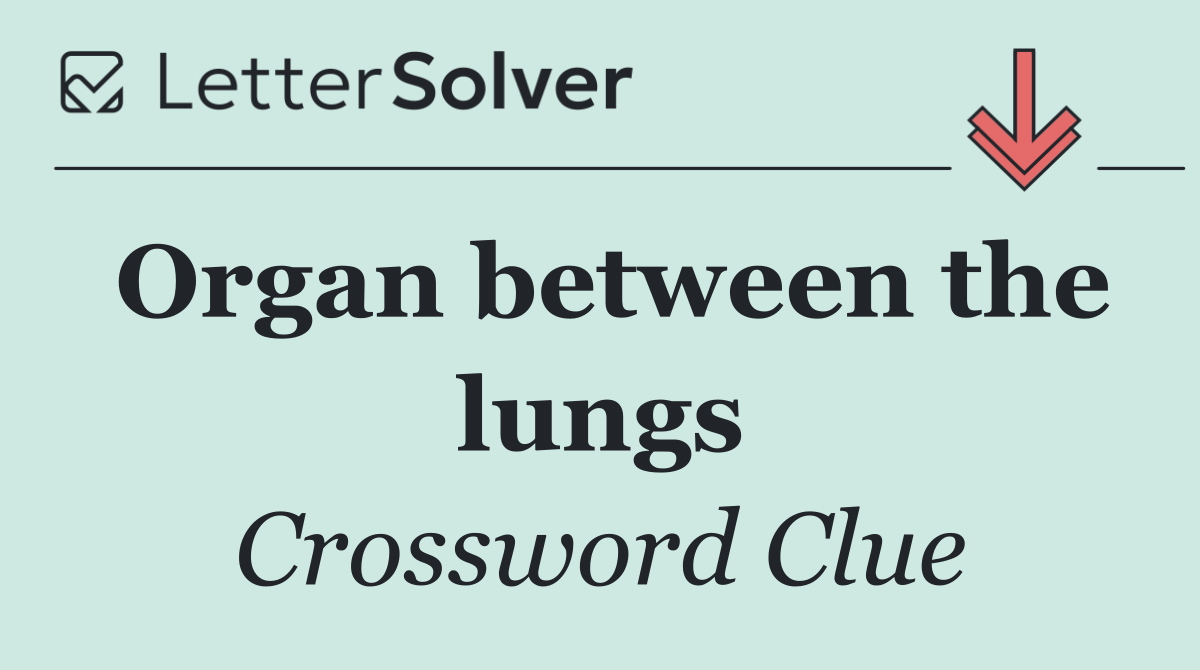 Organ between the lungs