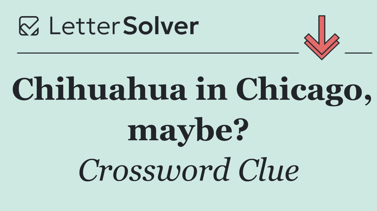 Chihuahua in Chicago, maybe?