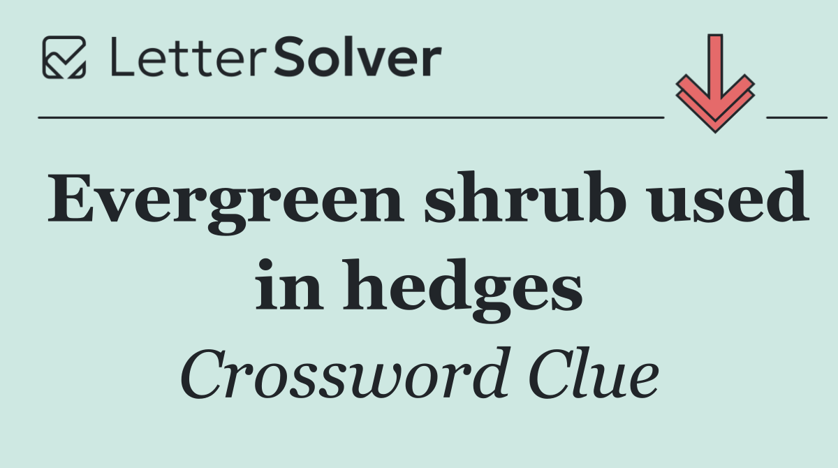 Evergreen shrub used in hedges