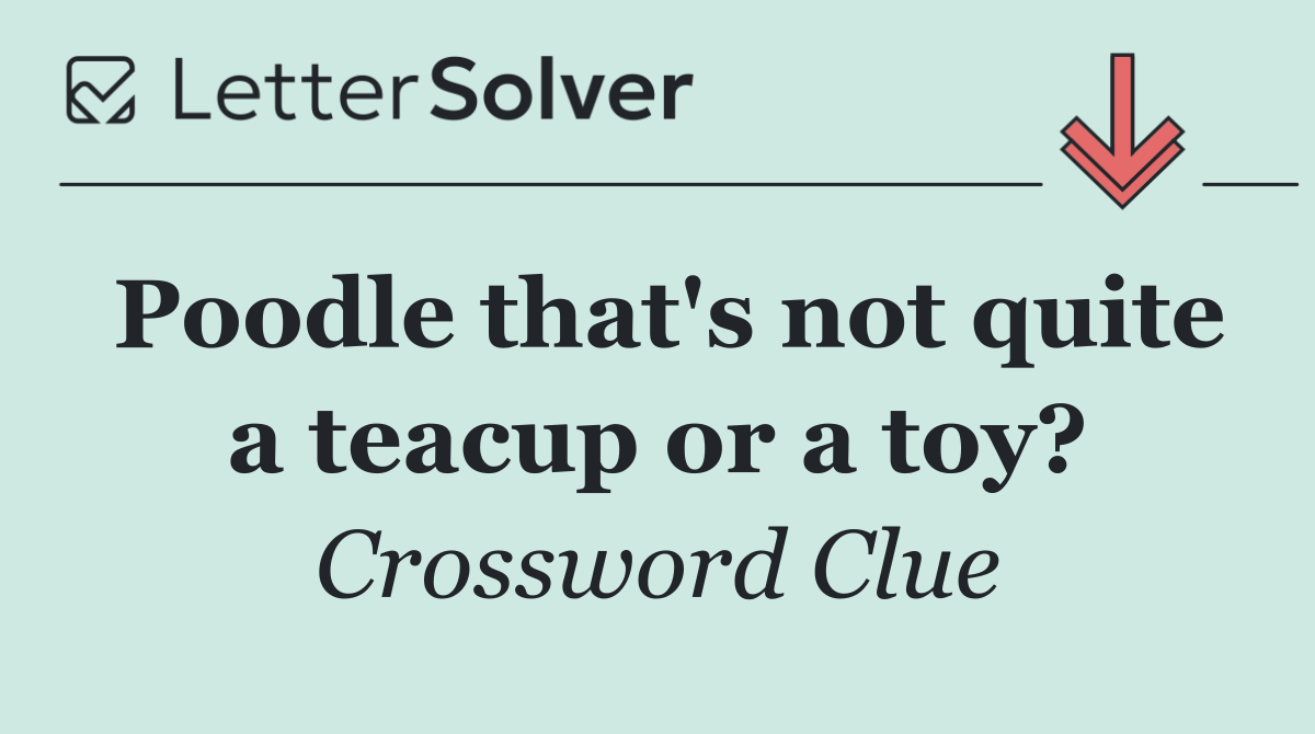Poodle that's not quite a teacup or a toy?